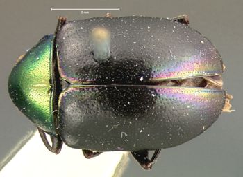 Media type: image; Entomology 17326   Aspect: habitus dorsal view